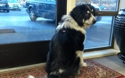 Zuzu, Our New Coworker