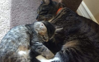 Global Cat Day at Andrews Tax Accounting