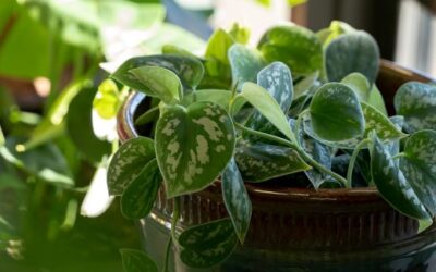 Silver Pothos – Featured Plant from Jeri’s Jungle