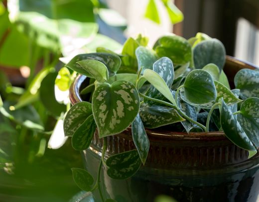 Silver Pothos – Featured Plant from Jeri’s Jungle