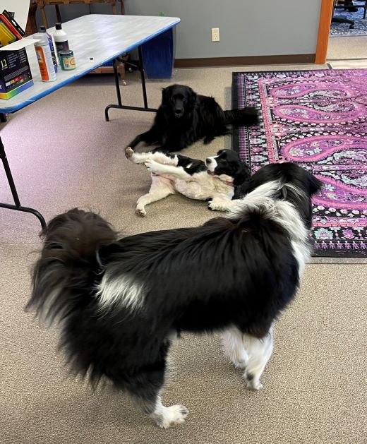 Office Dogs Taking Meetings