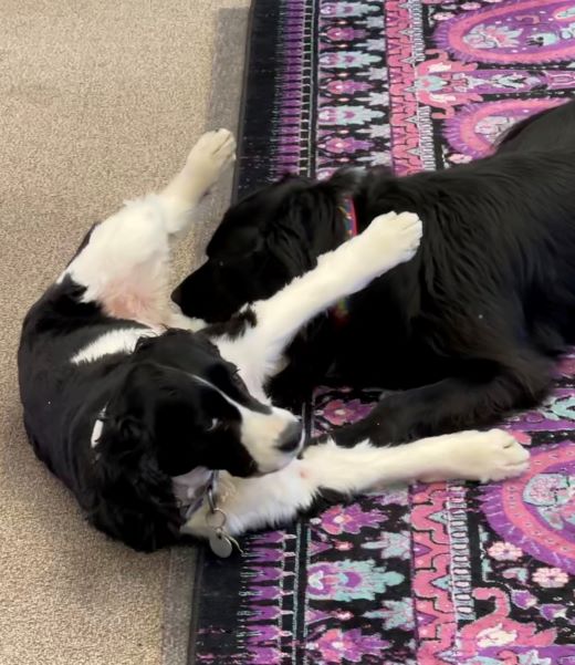 office dogs taking meetings on the floor