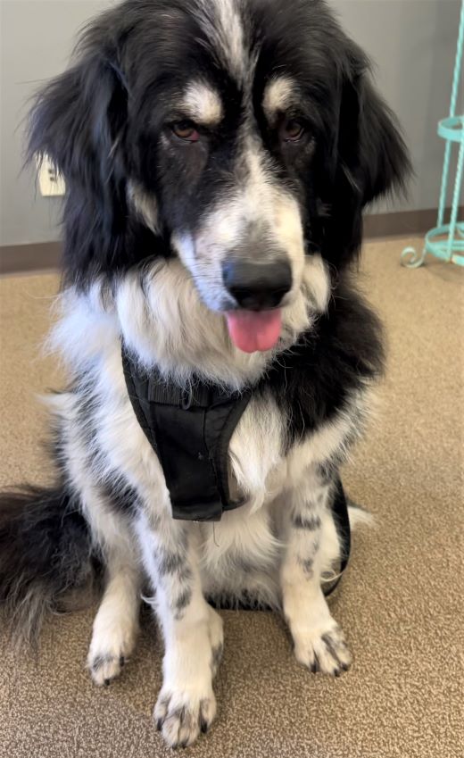 certified puppy accountant zuzu