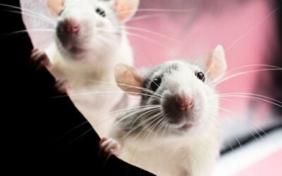 Those Rats at the IRS!