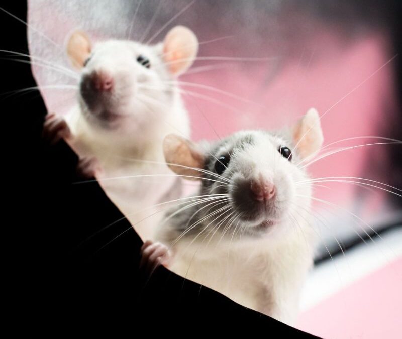 Those Rats at the IRS!
